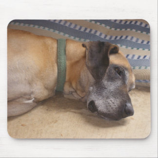 Stor söt great dane musmatta