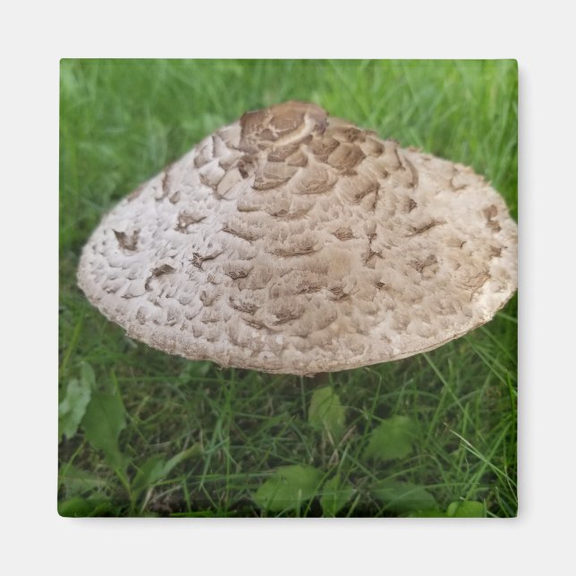 Stor svamp i Grass Photo Magnet (Framsidan)