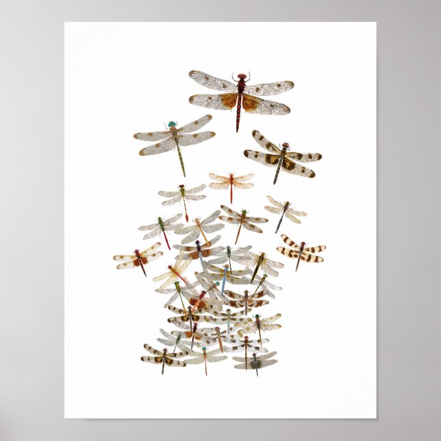 Stor svärm av Dragonflies Poster (Framsidan)