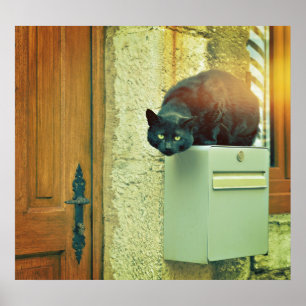 Stor svart gatus katt hoppade på husets brevlåda poster