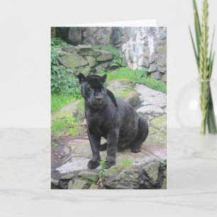 Stor svart jaguarkatt på sitta på sten kort