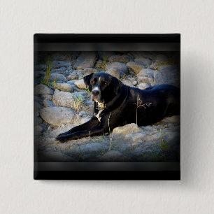 Stor svart Pitbull labbkor Knapp