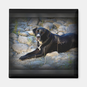 Stor svart Pitbull labbkor Magnet