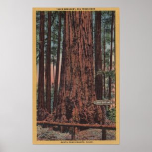 Stor träddelstatspark, CA - Poster
