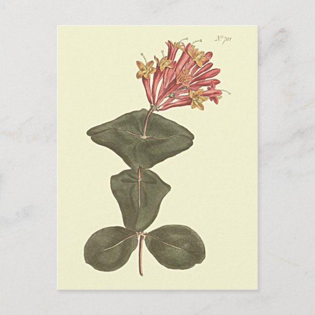 Stor trumpetkaprifol botanisk illustration vykort (Framsida)