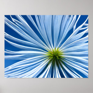 stor vit blomma med blå himmel poster
