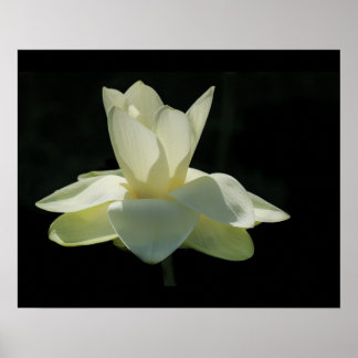 Stor vit Lotus Flower Poster