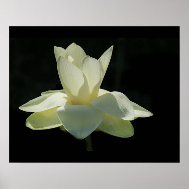 Stor vit Lotus Flower Poster (Framsidan)