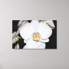 stor vit orkidé blommar canvastryck