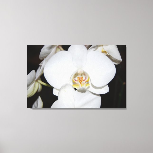 stor vit orkidé blommar canvastryck (Framsida)