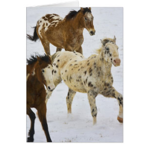 Stora bergsberg, hästar som springer i snö hälsningskort