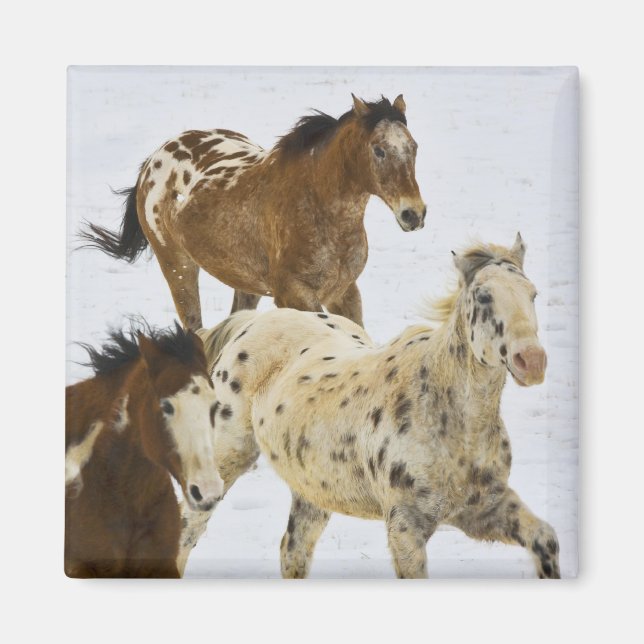 Stora bergsberg, hästar som springer i snö magnet (Framsidan)