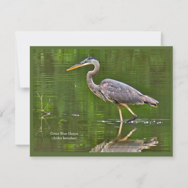 Stora blåhäger (Ardea herodias) Anteckningskort (Framsida)