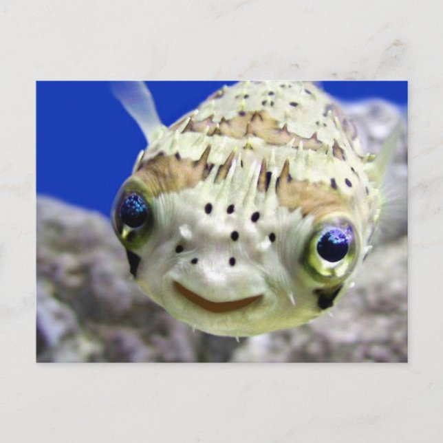 Stora blåttögon vykort (Framsida)