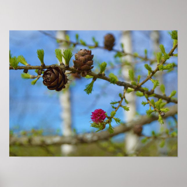 Stora blommar poster (Framsidan)