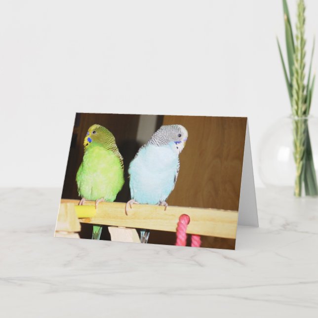 Stora Budgie noterar kortet Kort (Framsida)