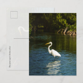Stora egretten (Ardea alba) fågel Vykort