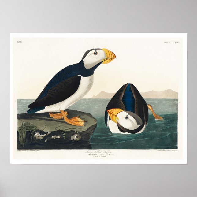 Stora fakturerade Puffin från Audubon Poster (Framsidan)