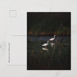 Stora hägrar (Ardea alba) fåglar Vykort