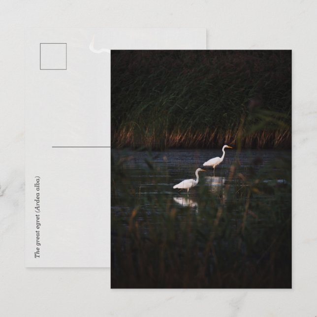 Stora hägrar (Ardea alba) fåglar Vykort (Fram/baksida)