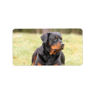 Stora härliga Rottweiler Adressetikett