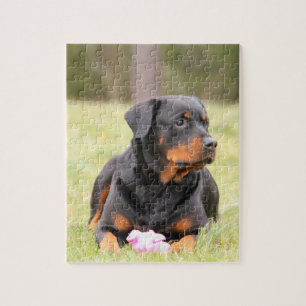 Stora härliga Rottweiler Pussel