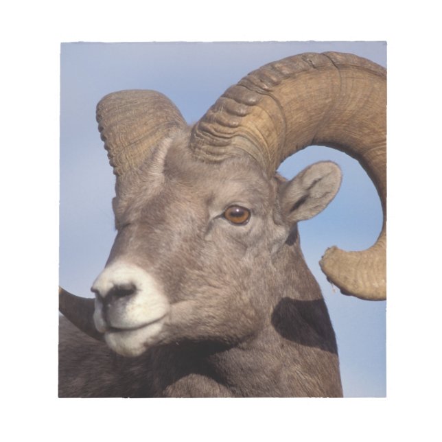 Stora hornfår, bergfår, Ovis canadensis. Anteckningsblock (Framsida)