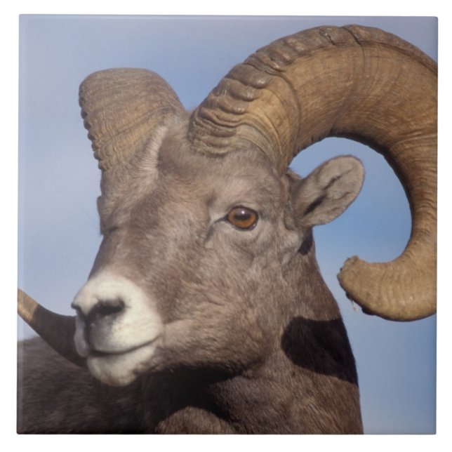 Stora hornfår, bergfår, Ovis canadensis. Kakelplatta (Framsidan)