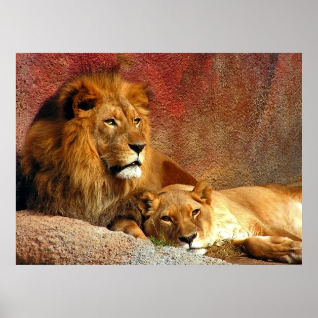 Stora katter - 6 poster (Framsidan)