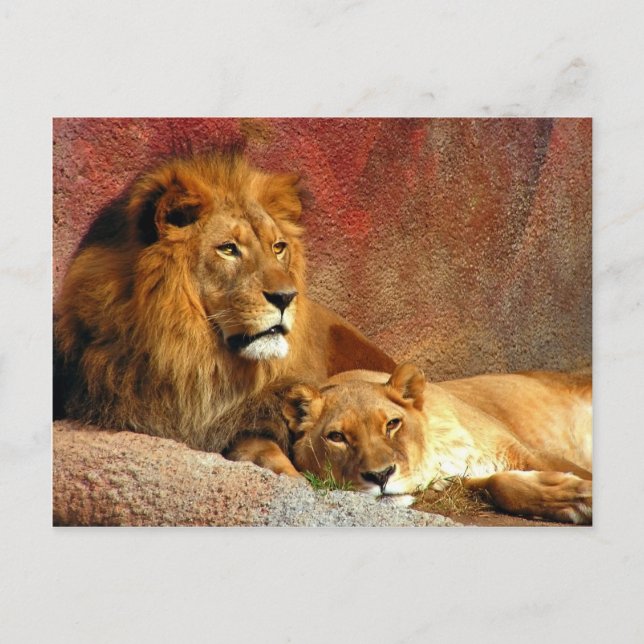 Stora katter - 6 vykort (Framsida)