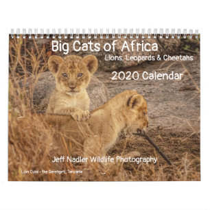 Stora katter av Afrika: Lejon, Leopards 2020 Kalender