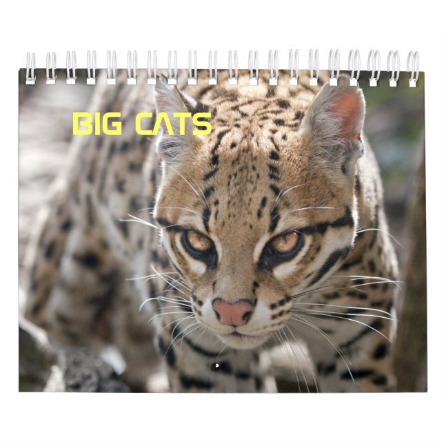 Stora Katter Kalender (Omslag)