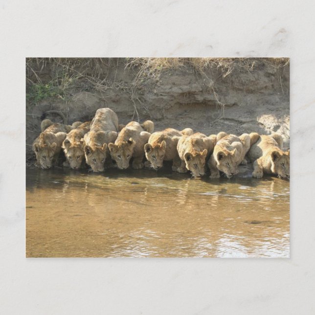 Stora Katter Postkort Vykort (Framsida)