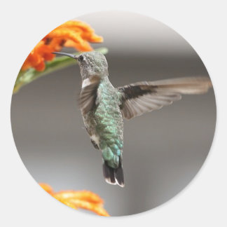 Stora klistermärken för hummer