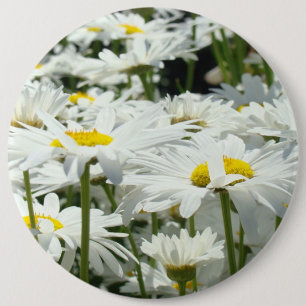 Stora Knappar Glada Vita Tusenskönor Blommor Tusen