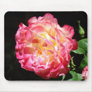 Stora ljusa rosa rosblomma musmattor gåvor