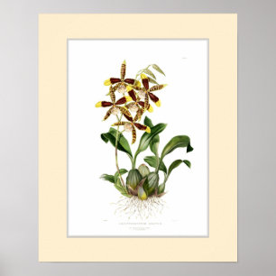 Stora Odontoglossum, beställnings- gräns Poster