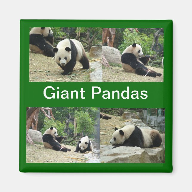 stora pandor magnet (Framsidan)