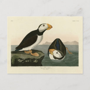 Stora puffin - Audubon's Birds of America Vykort