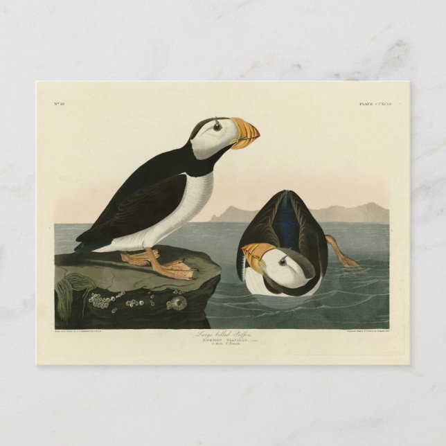 Stora puffin - Audubon's Birds of America Vykort (Framsida)