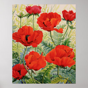 Stora röda vallmor poster