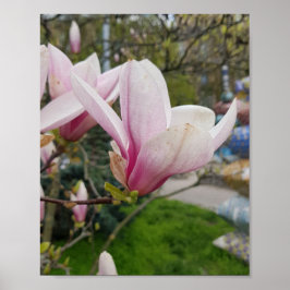 Stora rosa magnolia blommor. Vår-blomma Poster