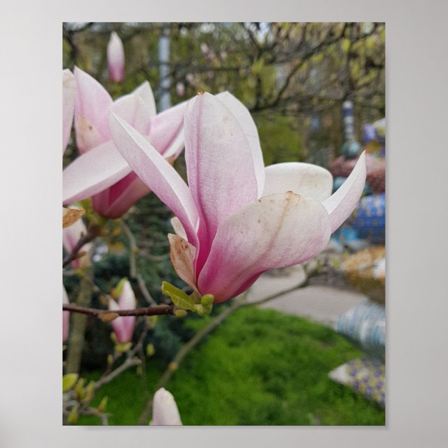Stora rosa magnolia blommor. Vår-blomma Poster (Framsidan)