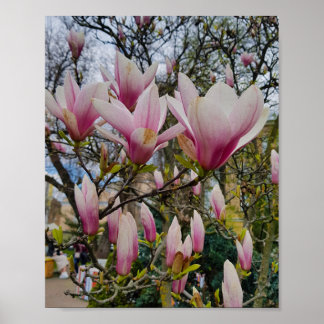 Stora rosa magnolia blommor. Vår-blomma Poster