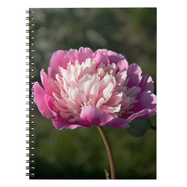 Stora rosa påskliljor på vår dagen anteckningsbok (Framsidan)