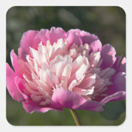 Stora rosa peonblommor på vår-dagen fyrkantigt klistermärke