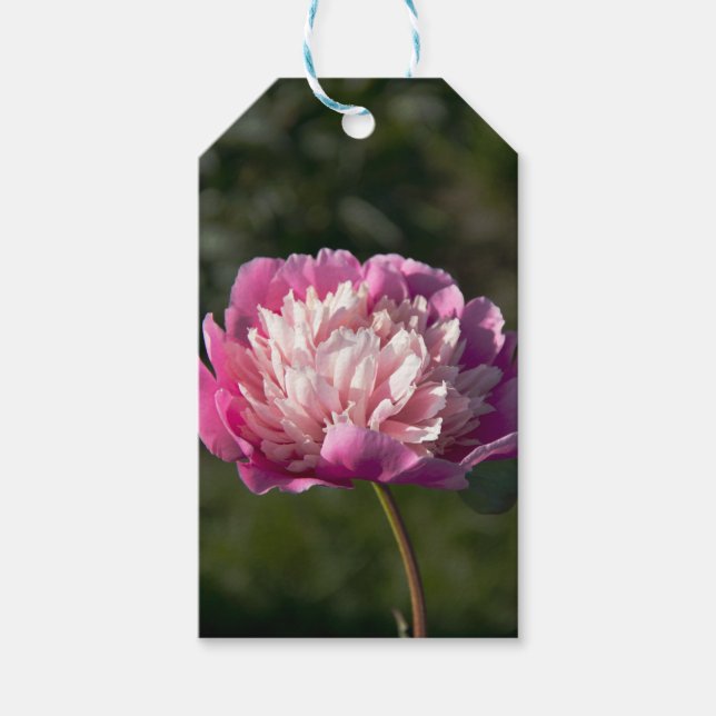 Stora rosa peonblommor på vår-dagen presentetikett (Framsidan)