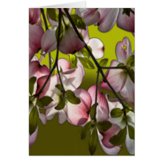 Stora Rosan Dogwood Flowers - Grönt Hälsningskort