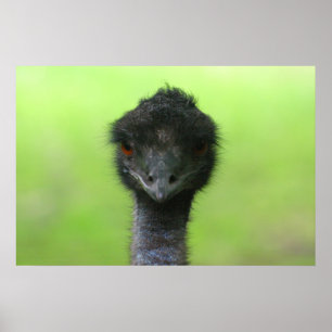 stora strutsar poster