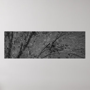 Stora, svarta och vita panoramabilder från träd poster